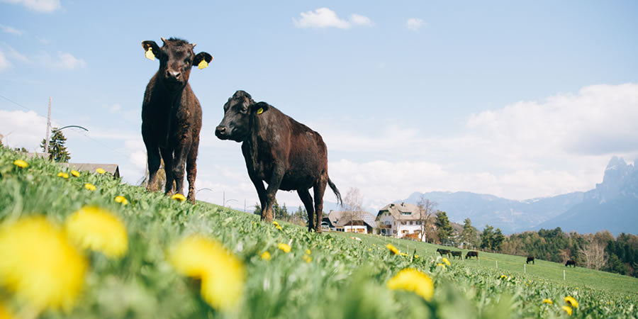 Wagyu Südtirol - Stefan Rottensteiner