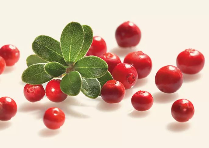 Wild-Preiselbeeren – Marmelade / Fruchtaufstrich 360g
