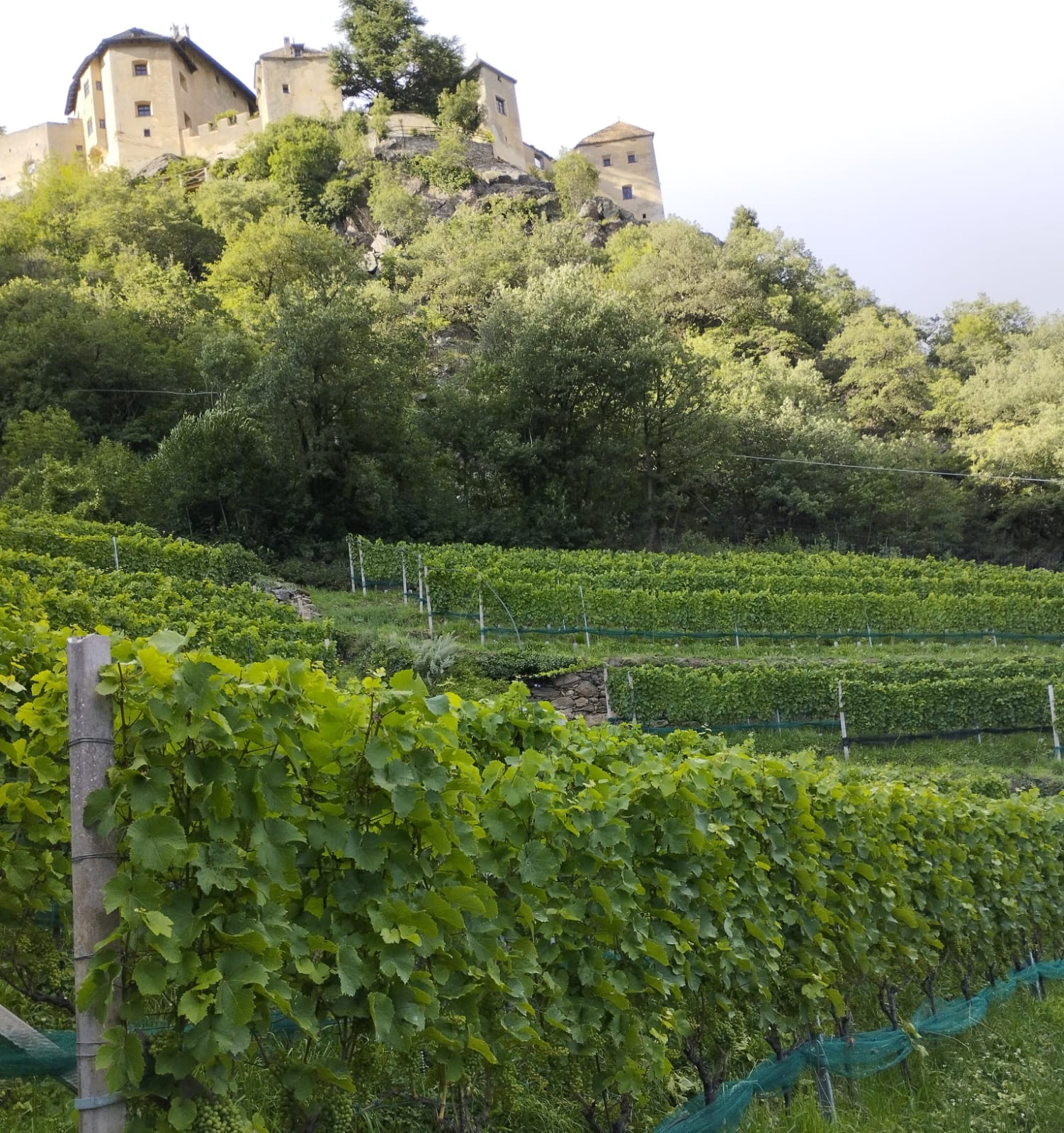 Riesling DOC Vinschgau 2022