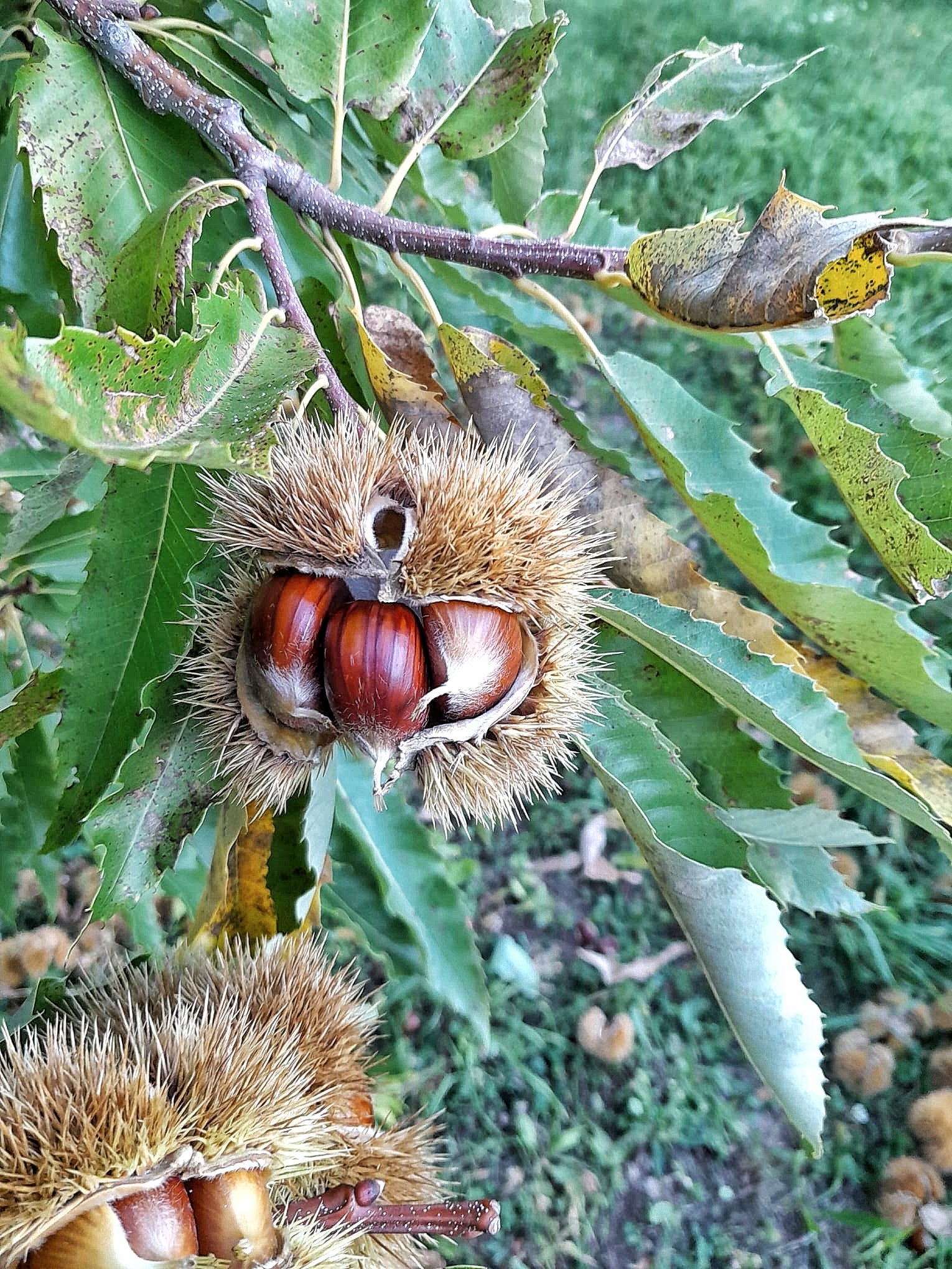 Castagne dell'Alto Adige 1kg