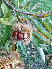 Castagne dell'Alto Adige 1kg