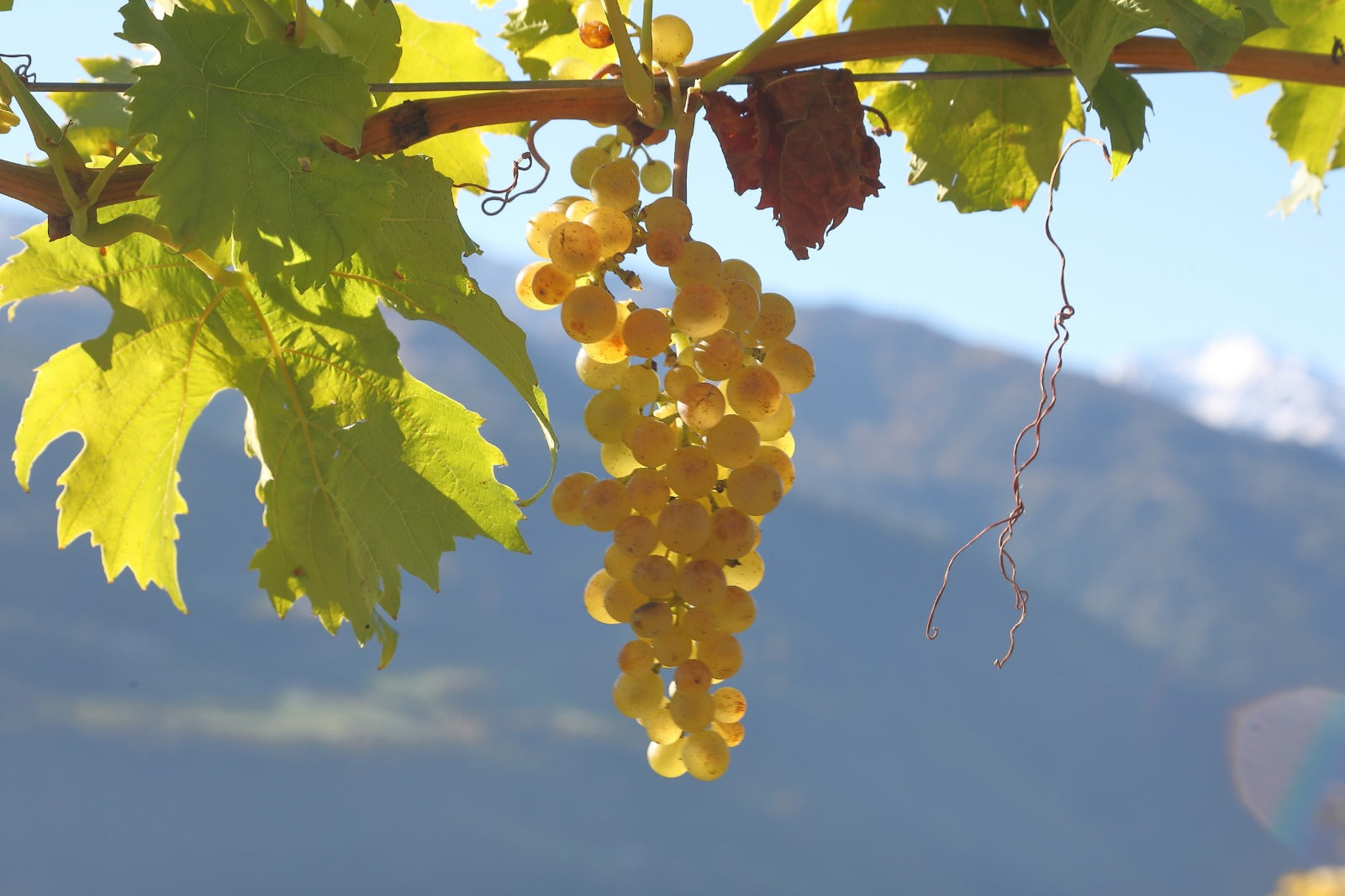 Riesling DOC Vinschgau 2022