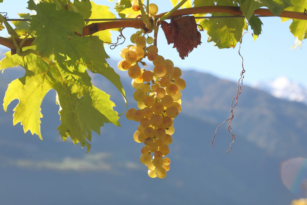 Riesling DOC Vinschgau