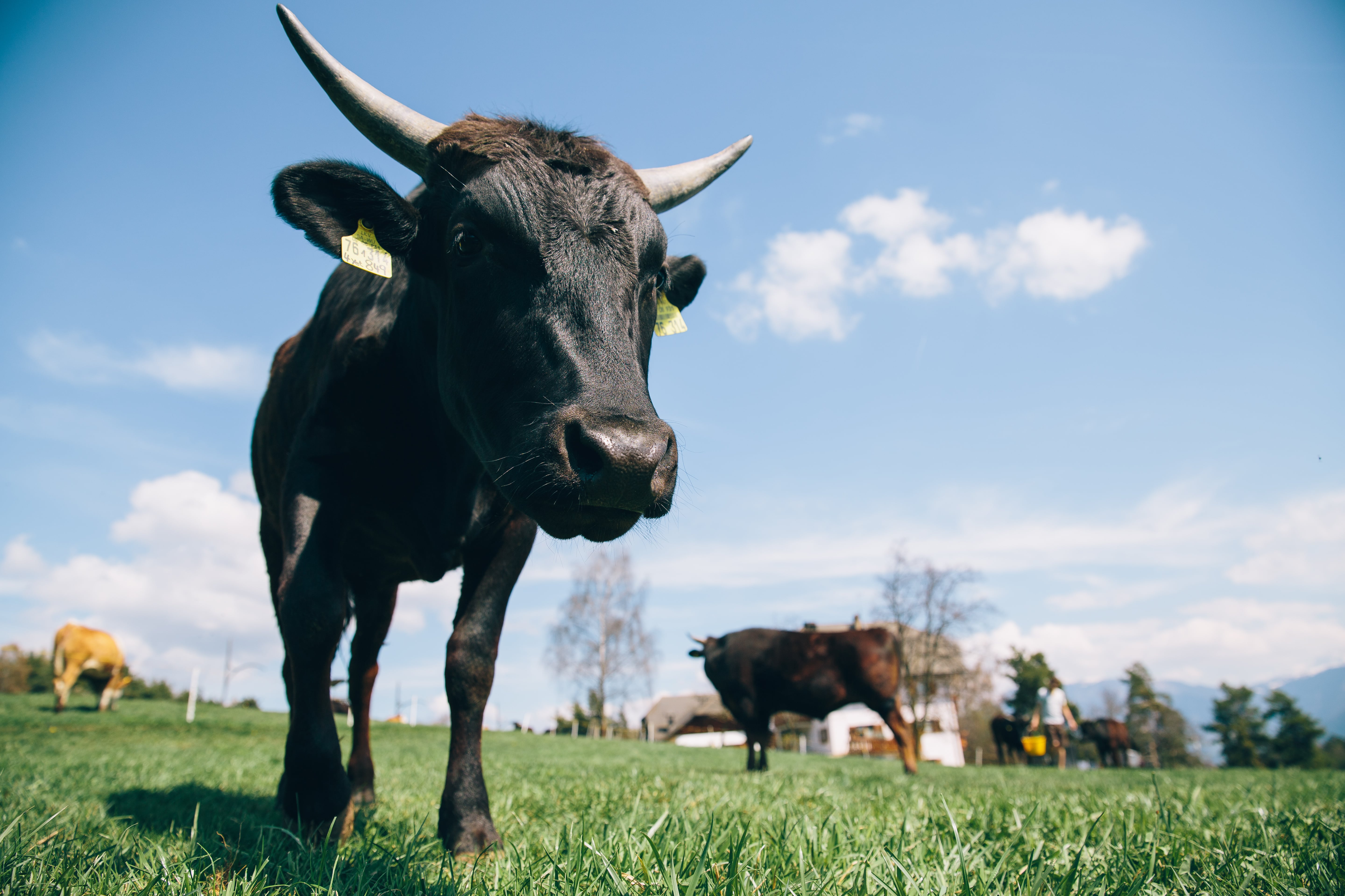 Degustations Set Wagyu Südtirol Standart